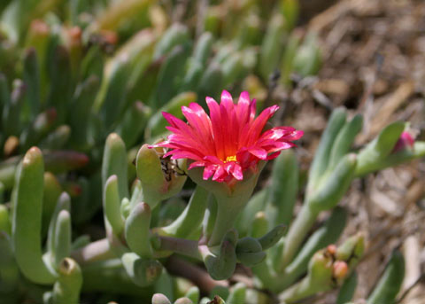 Red Iceplant, Malephora crocea